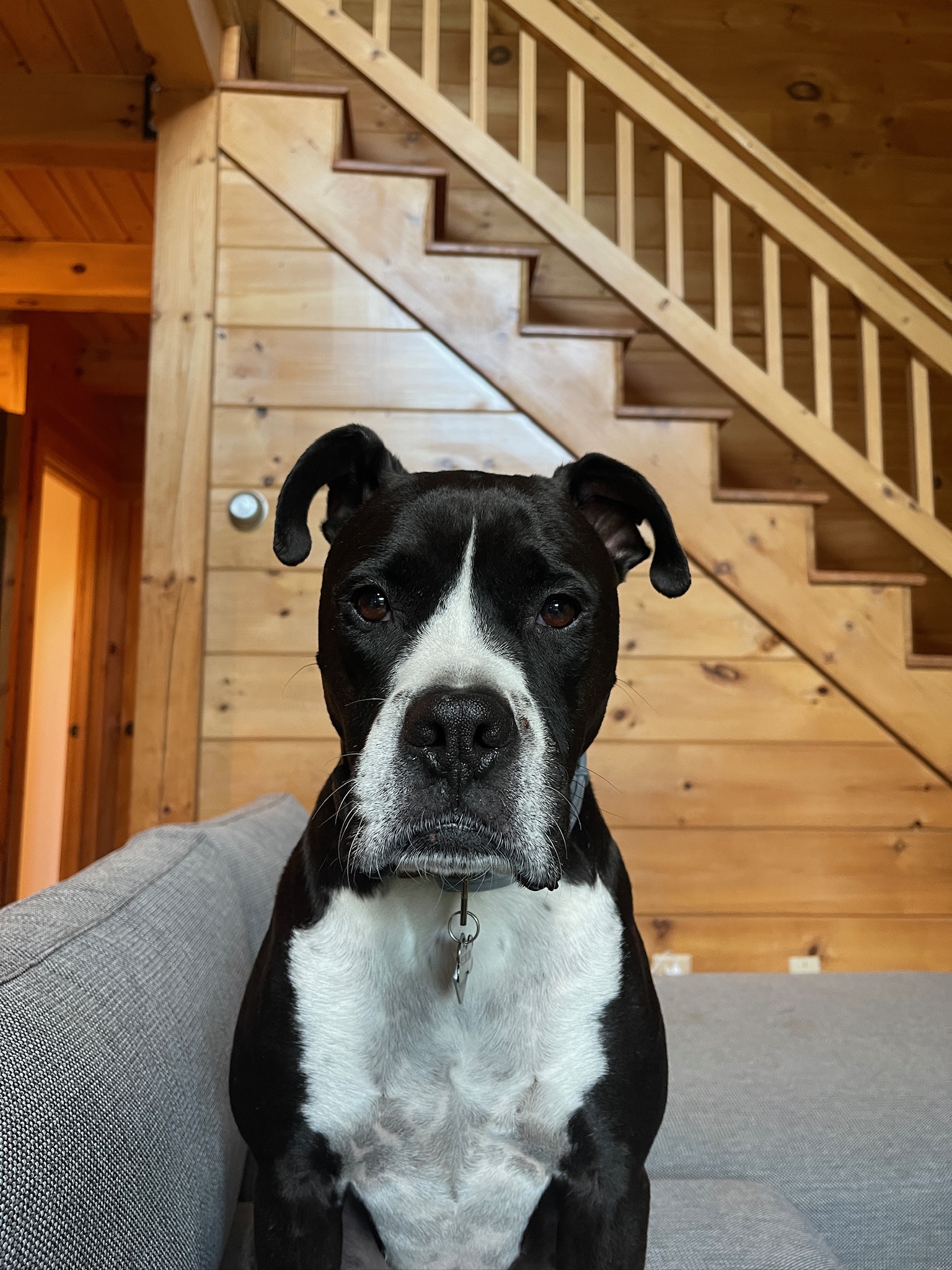 Photo of Oakley, the porch dog